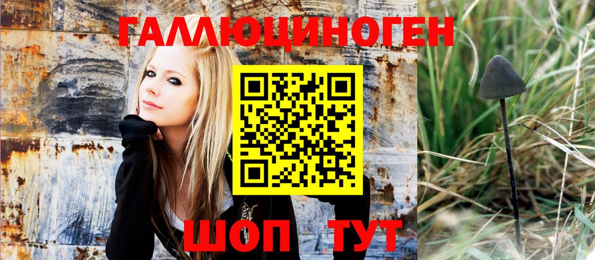 Псилоцибиновые грибы Psilocybe Кимры